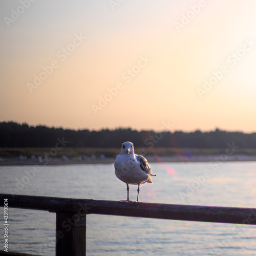 seagull on the pier and sunset