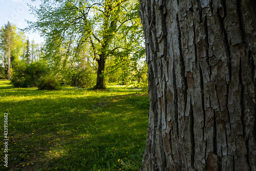 Green trees with yellow leaves in the forest