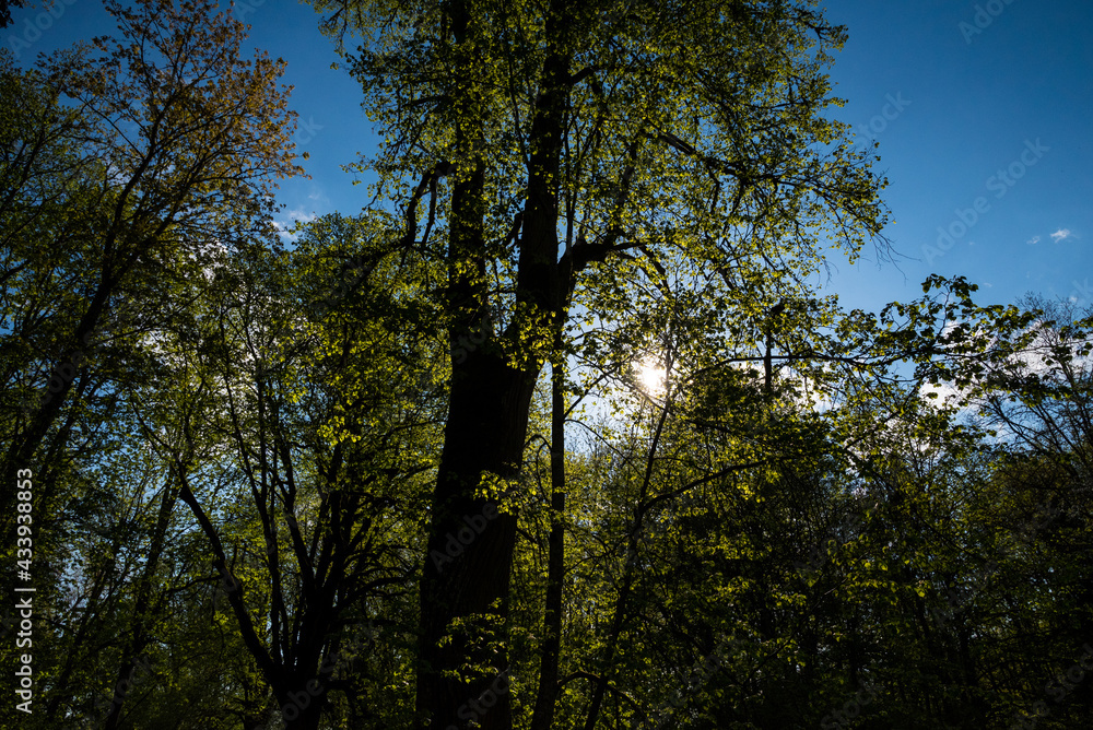 Green trees with yellow leaves in the forest Green trees with yellow leaves in the forest