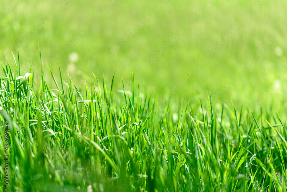 Fototapeta premium Beautiful green plants in the garden on a warm summer day
