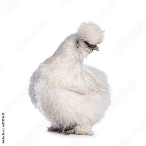 Cute fluffy white bantam Silkie chicken  standing side ways. Looking away camera. Isolated on white background.