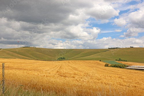 wheat field by Milk Hill in Wiltshire