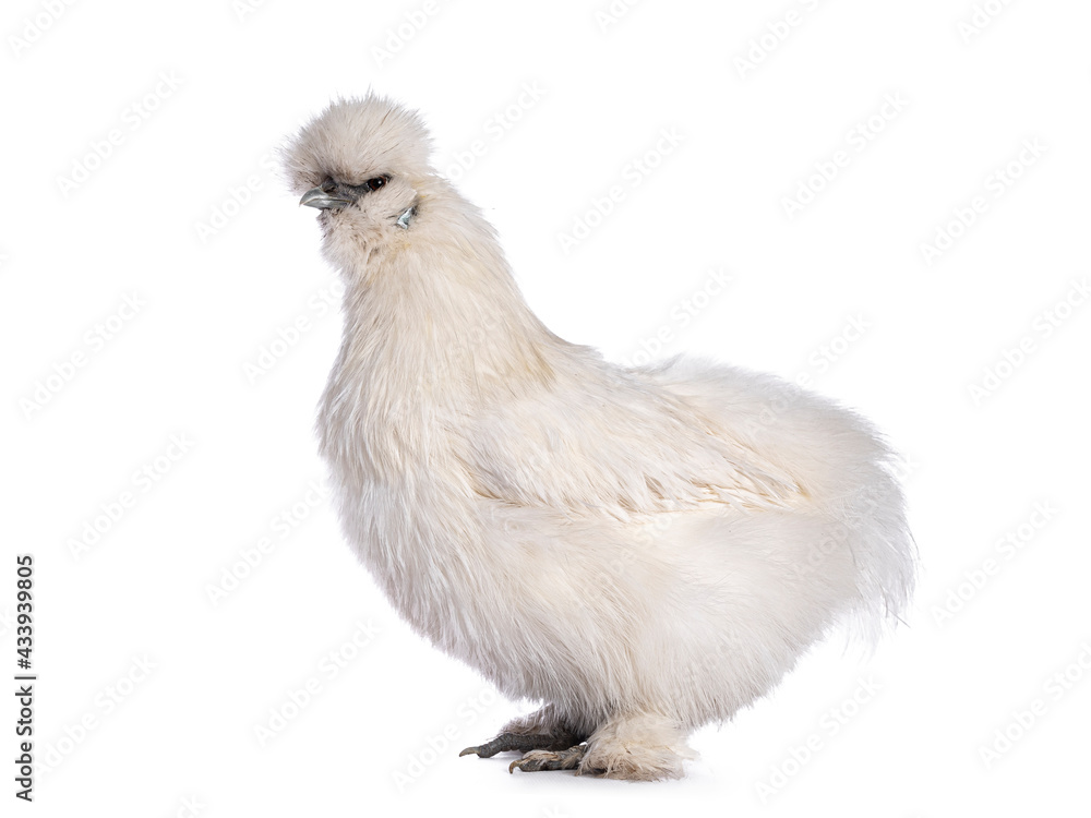 Fototapeta premium Cute fluffy white bantam Silkie chicken, standing side ways. Looking straight ahead. Isolated on white background.