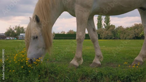 white camargue horse with long blonde mane eats grass flowers in beautiful evening sunset