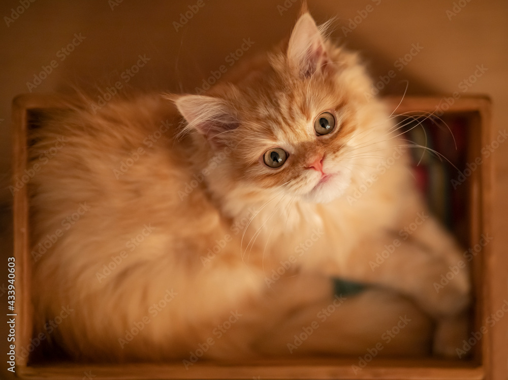 Fototapeta premium British long hair tubby kitten in a box
