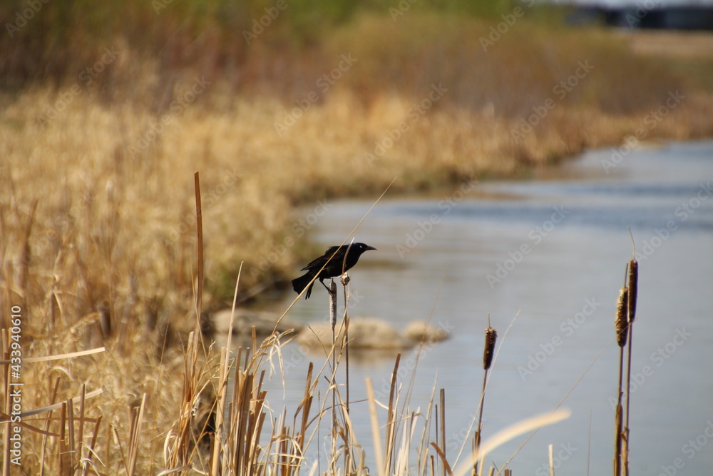 Bird On The Cattail, Pylypow Wetlands, Edmonton, Alberta Bird On The Cattail, Pylypow Wetlands, Edmonton, Alberta