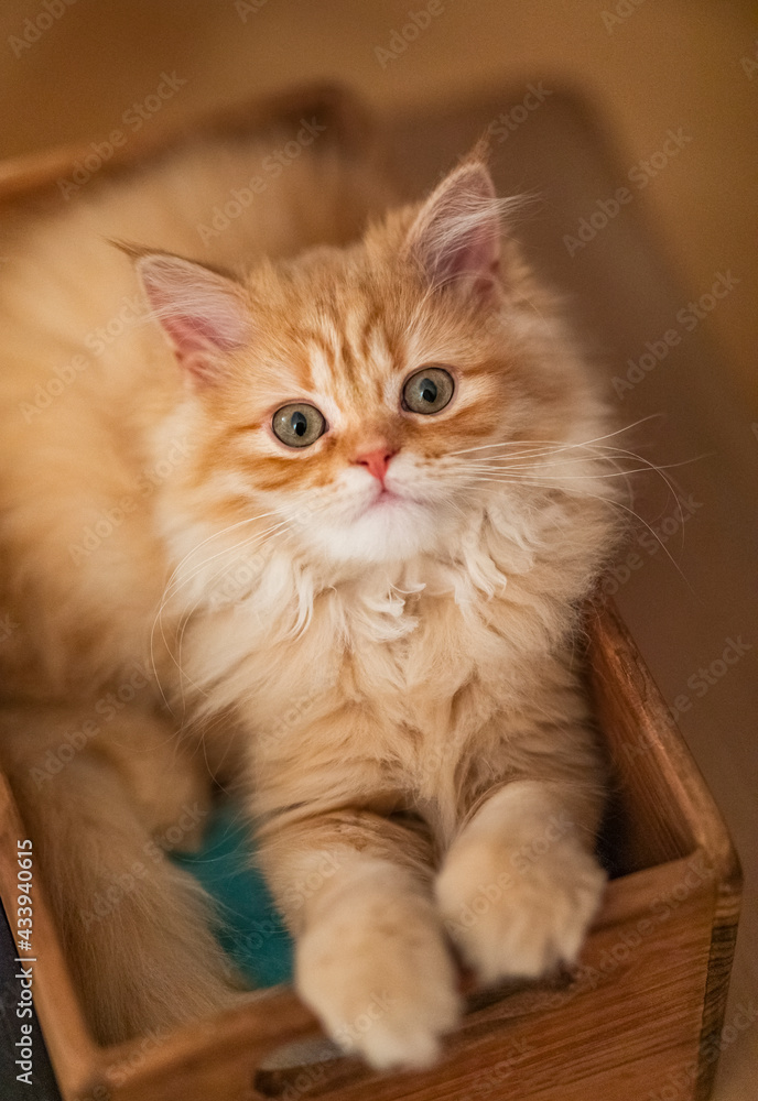 British long hair tubby kitten in a box