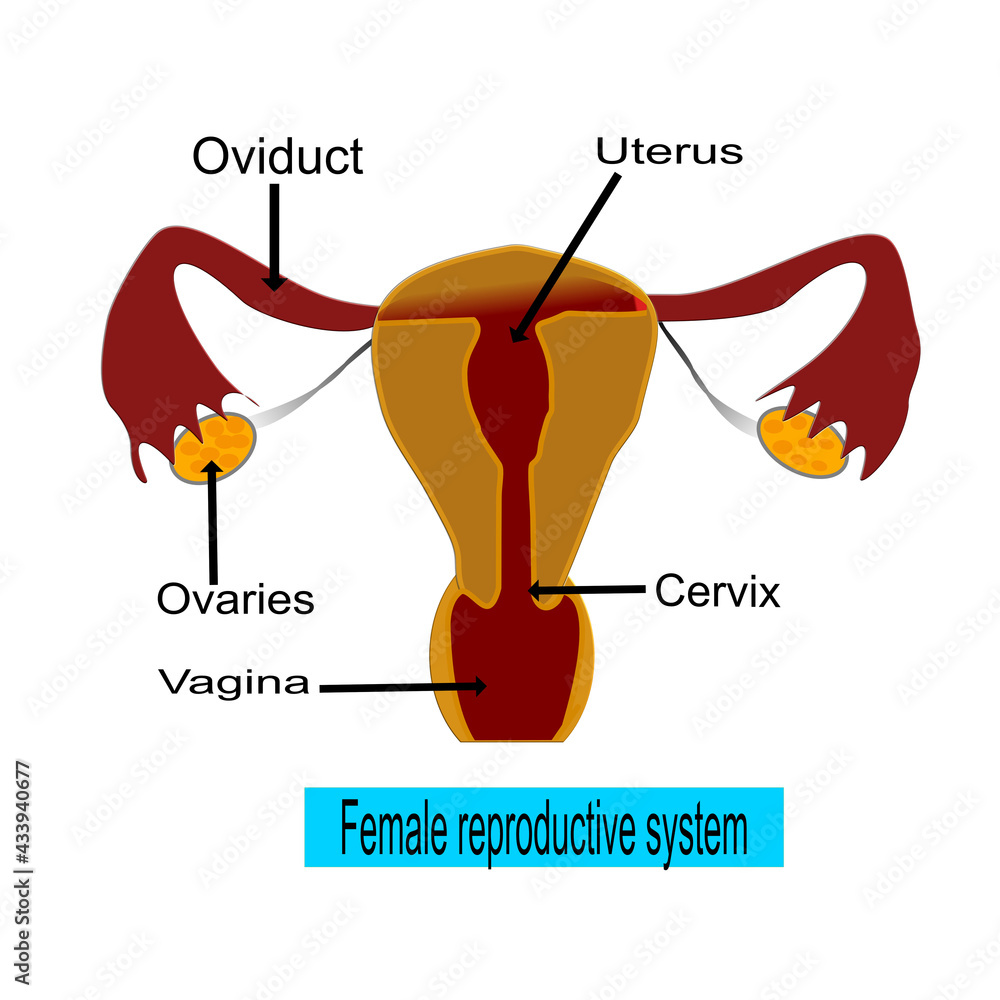 Obraz premium 3d illustration, female reproductive system on white background