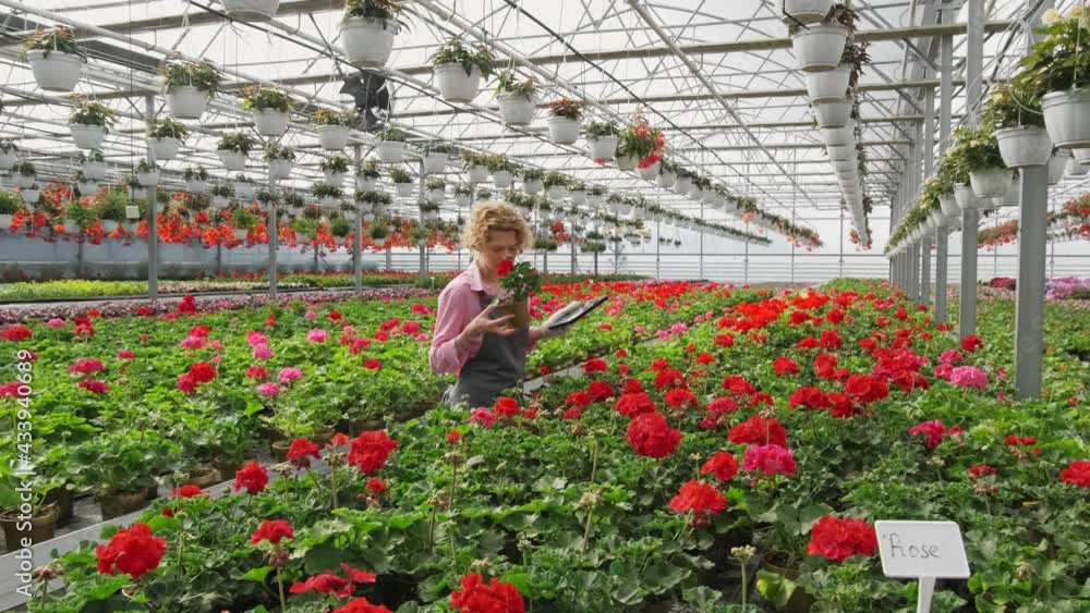 Blond curly woman gardener holding potted flowers in greenhouse, Gardening florist inspiration concept. Blond curly woman gardener holding potted flowers in greenhouse, Gardening florist inspiration concept.