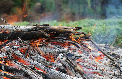 Active fire on the ground in tropical forest.