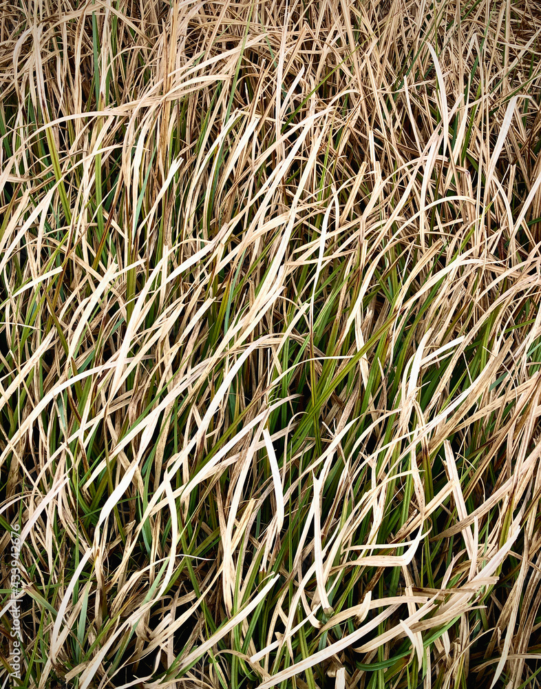 close up of old and new grass