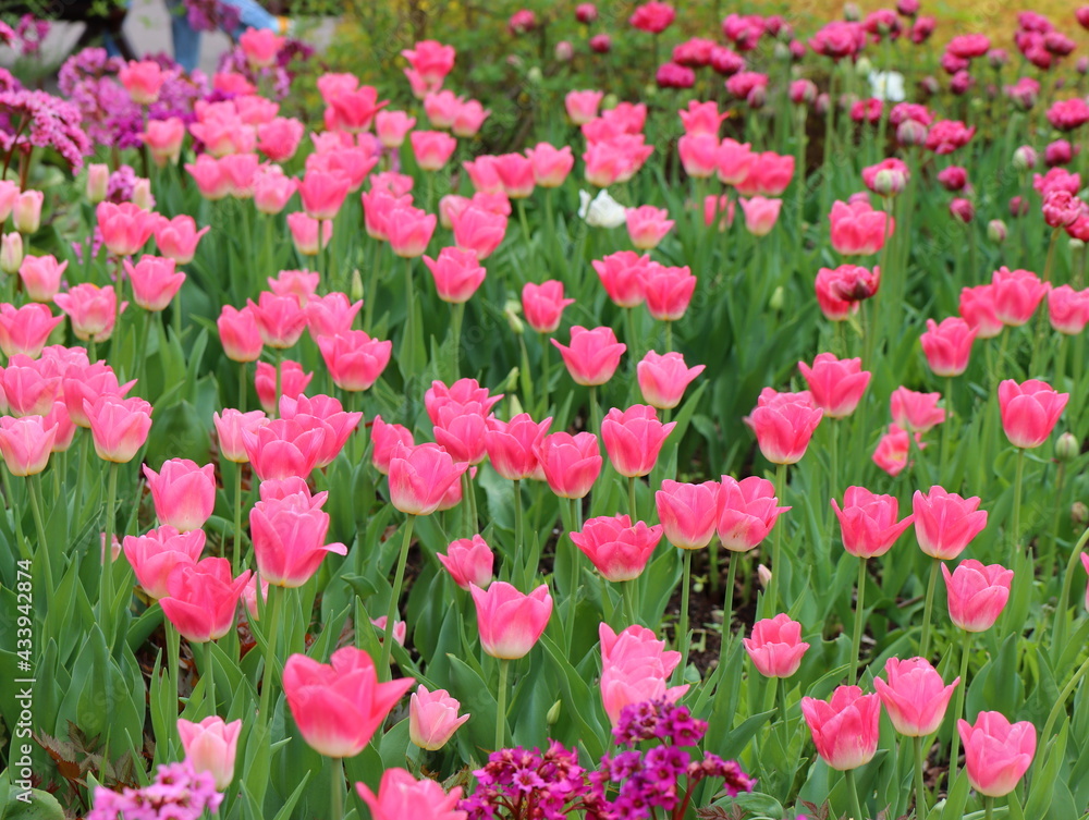 The blooming flowers are tulips on a background of green grass.