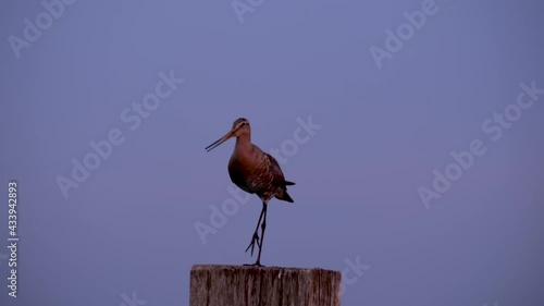 Black-tailed godwit on a pole low light photo