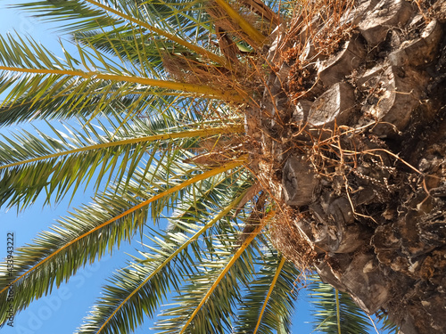 Photography Palm tree with stem and leafs and blue sky in the sun