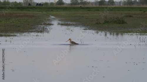 Black-tailed godwit washing and searching for food in water pool photo