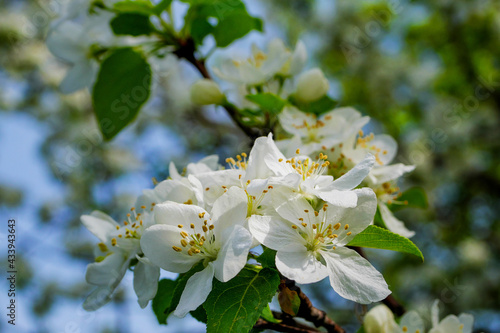 Blooming apple tree under sunlight. Closeup of spring flowers on tree branch. Apple tree flower macro.