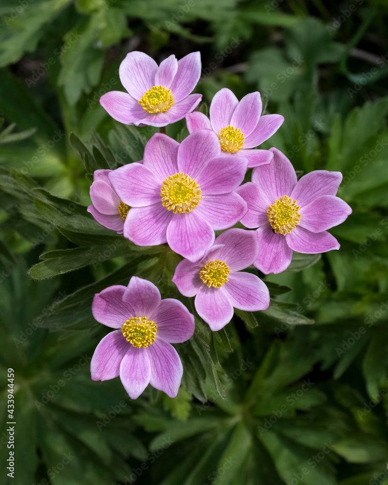 Anemone is a wild mountain primrose. First spring flowers Anemone is a wild mountain primrose. First spring flowers