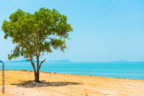 Green tree in desert and landscape with island on blue sea. Thailand, Ko Lanta island