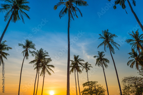 Sunset with palm trees with colorful sunset sky, landscape of palms on island