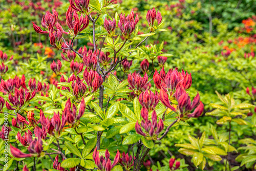 Fényképezés Closeup of dark red flower buds of an azalea mollis shrub in the Dutch spring season