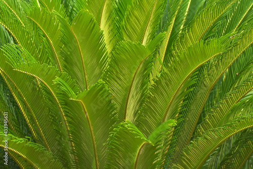 Cycas revoluta Japanese or sago palm very green fresh after rain.