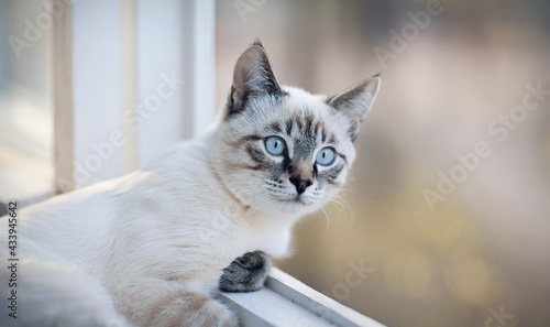 Portrait of a sad Thai cat on the windowsill.