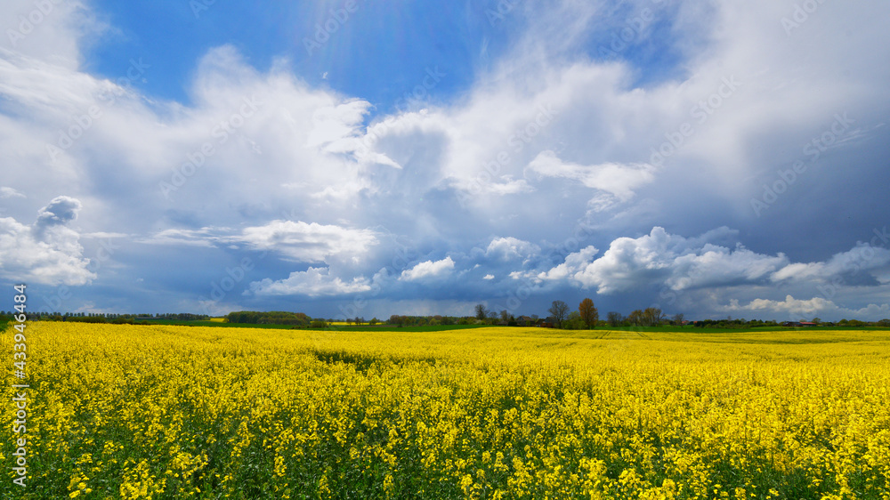 Obraz premium Rapsblüte in Schleswig-Holstein