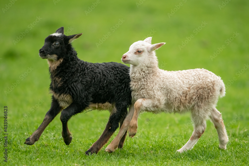 Obraz premium Little lambs