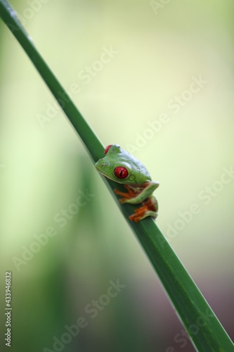 red eye tree frog