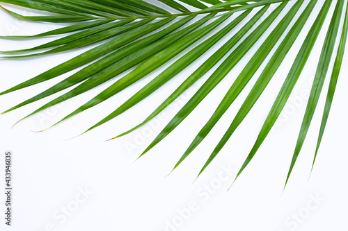 Tropical palm leaves on with background. Summer background concept