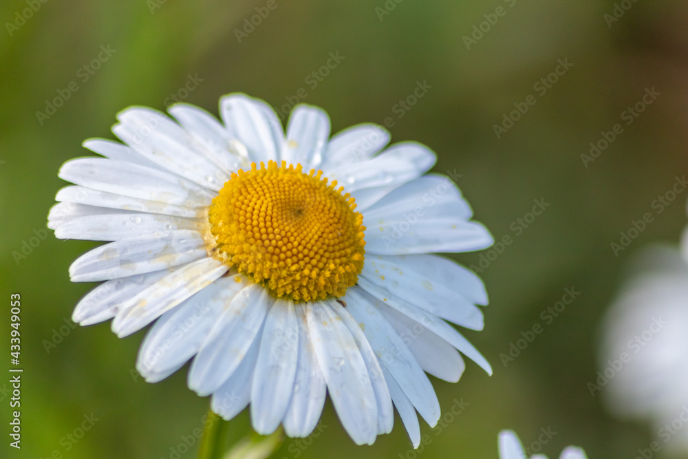Many marguerites on a meadow of flowers in the garden with nice white petals and white blossoms in full blow as spring flower and summer bloom creating a feeling of relaxation and stress relief Many marguerites on a meadow of flowers in the garden with nice white petals and white blossoms in full blow as spring flower and summer bloom creating a feeling of relaxation and stress relief