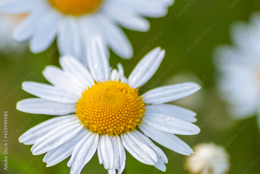 Many marguerites on a meadow of flowers in the garden with nice white petals and white blossoms in full blow as spring flower and summer bloom creating a feeling of relaxation and stress relief Many marguerites on a meadow of flowers in the garden with nice white petals and white blossoms in full blow as spring flower and summer bloom creating a feeling of relaxation and stress relief