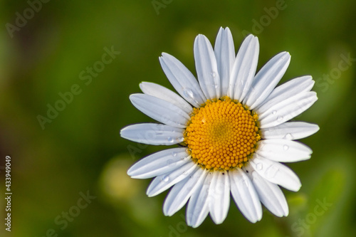 Many marguerites on a meadow of flowers in the garden with nice white petals and white blossoms in full blow as spring flower and summer bloom creating a feeling of relaxation and stress relief © sunakri