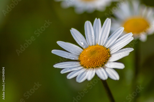 Many marguerites on a meadow of flowers in the garden with nice white petals and white blossoms in full blow as spring flower and summer bloom creating a feeling of relaxation and stress relief