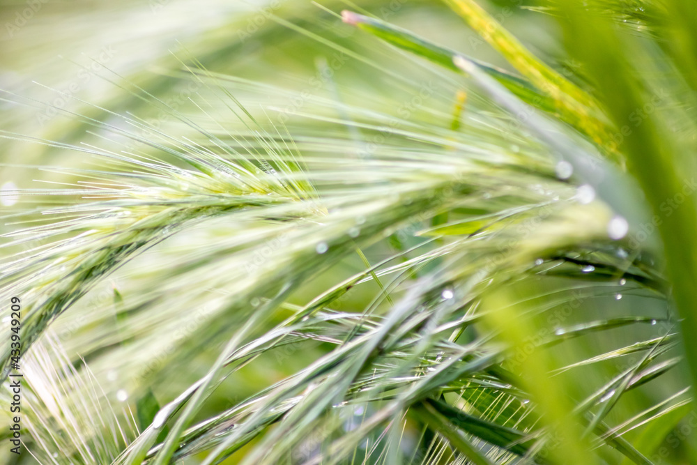 Growing farming field with grain cereal, green wheat waiting for growth for harvest and agricultural fresh ingredients with organic food farming with raindrops on fresh field ripe season healthy food Growing farming field with grain cereal, green wheat waiting for growth for harvest and agricultural fresh ingredients with organic food farming with raindrops on fresh field ripe season healthy food