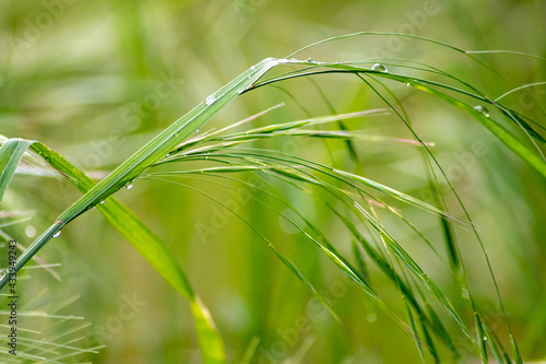 Growing farming field with grain cereal, green wheat waiting for growth for harvest and agricultural fresh ingredients with organic food farming with raindrops on fresh field ripe season healthy food