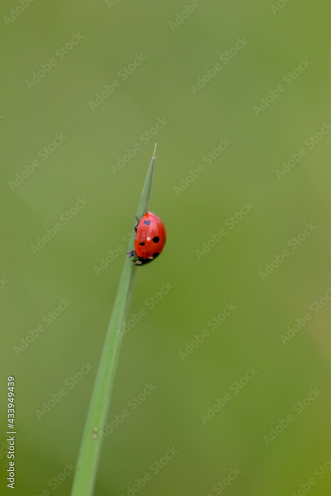 Beautiful black dotted red ladybug beetle climbing in a plant with green background and much copy space searching for plant louses to kill them as beneficial organism and useful animal in the garden Beautiful black dotted red ladybug beetle climbing in a plant with green background and much copy space searching for plant louses to kill them as beneficial organism and useful animal in the garden