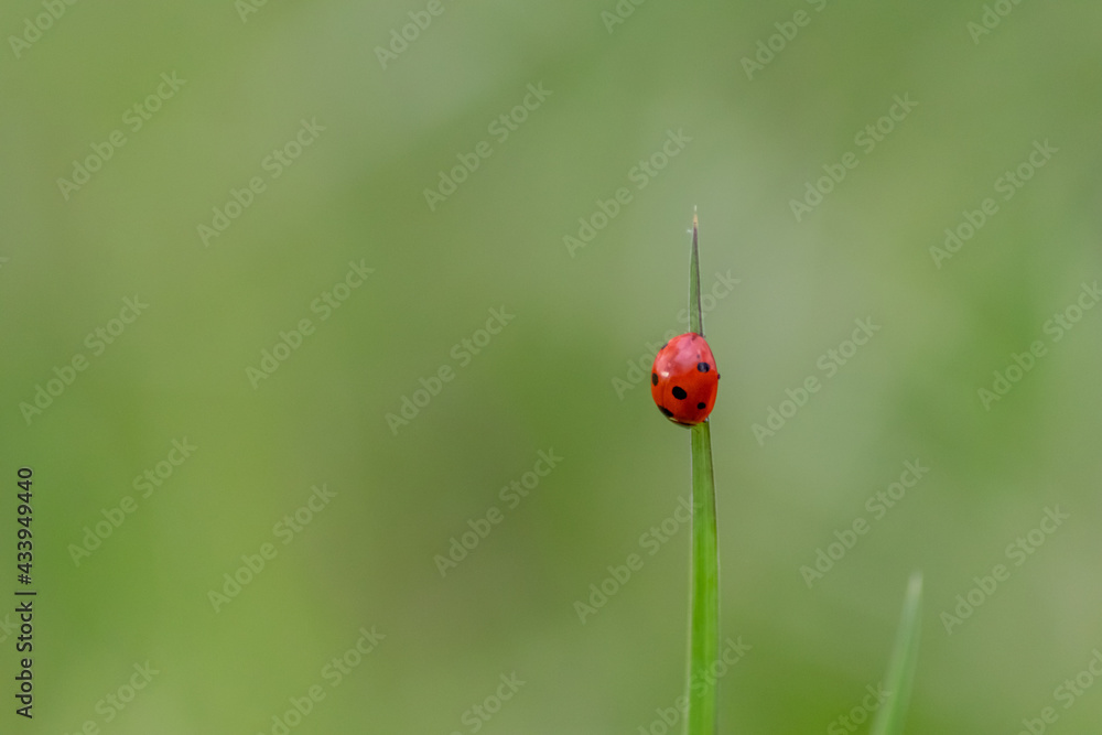 Beautiful black dotted red ladybug beetle climbing in a plant with green background and much copy space searching for plant louses to kill them as beneficial organism and useful animal in the garden Beautiful black dotted red ladybug beetle climbing in a plant with green background and much copy space searching for plant louses to kill them as beneficial organism and useful animal in the garden