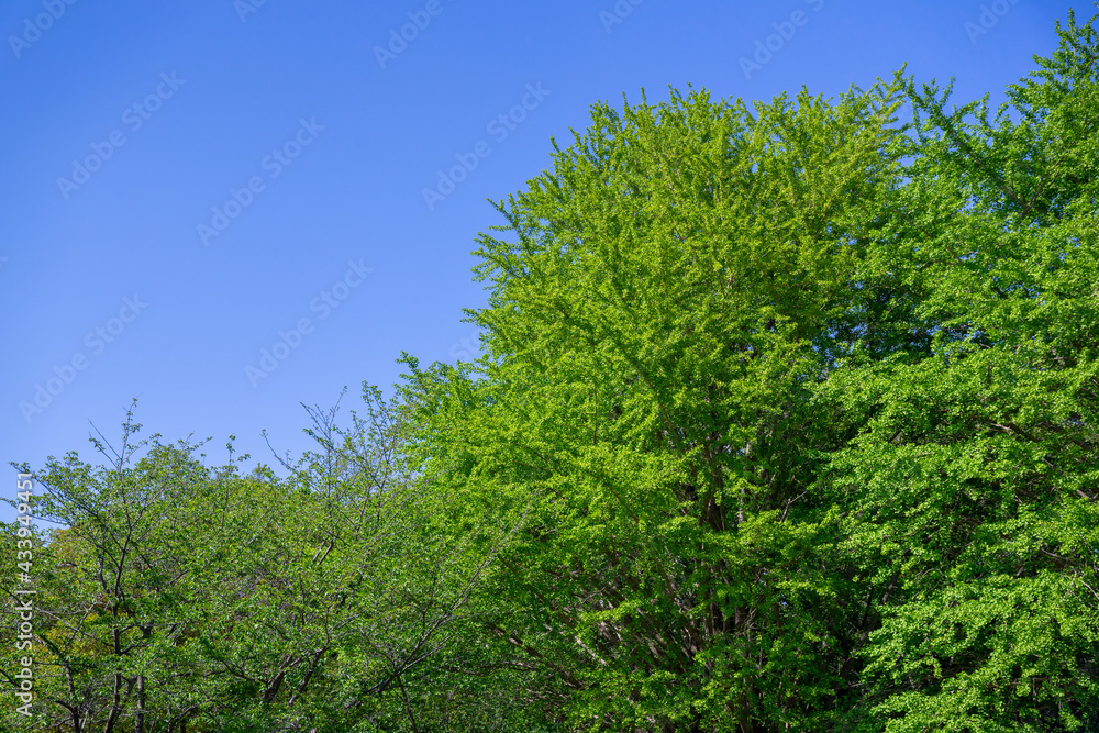 爽やかな公園の風景 爽やかな公園の風景