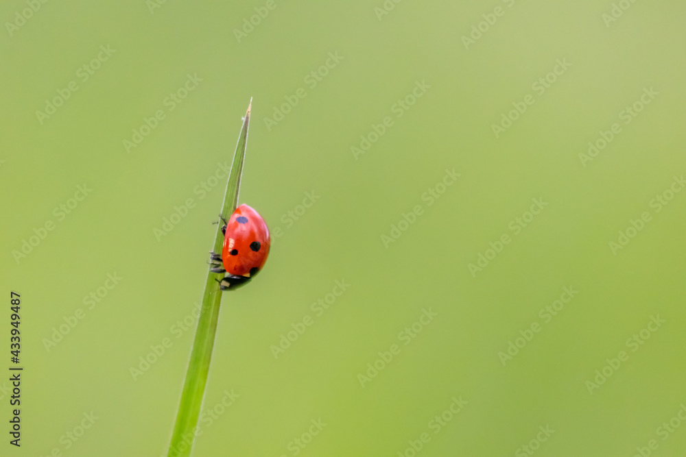 Fototapeta premium Beautiful black dotted red ladybug beetle climbing in a plant with green background and much copy space searching for plant louses to kill them as beneficial organism and useful animal in the garden