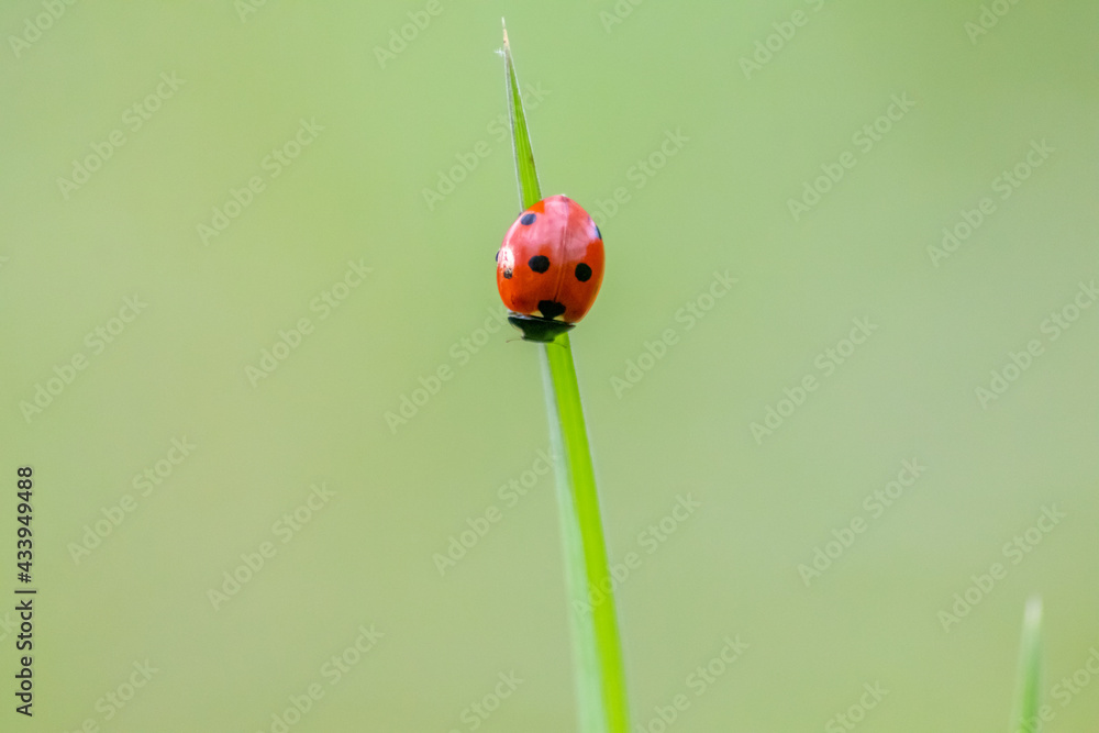Beautiful black dotted red ladybug beetle climbing in a plant with green background and much copy space searching for plant louses to kill them as beneficial organism and useful animal in the garden Beautiful black dotted red ladybug beetle climbing in a plant with green background and much copy space searching for plant louses to kill them as beneficial organism and useful animal in the garden