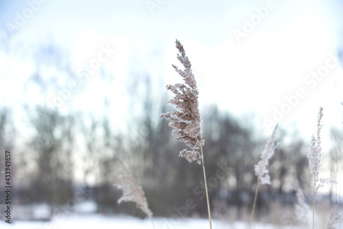Soft focus abstract natural background of soft plants Cortaderia selloana moving in the wind. Bright and clear scene of plants similar to feather dusters winter landscape background