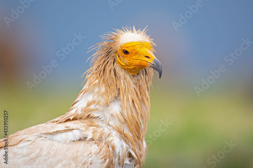 A portrait of a Egyptian vulture (Neophron percnopterus) foraging in the Spanisch Pyrenees mountains.