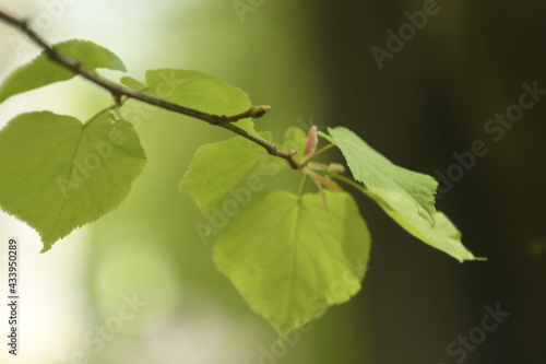 Young linden leaves on a blurred background. 
