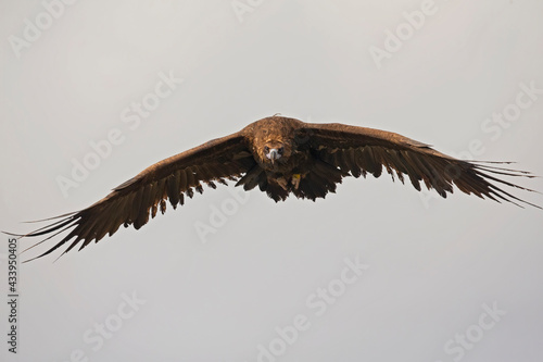 A cinereous vulture (Aegypius monachus) in flight.