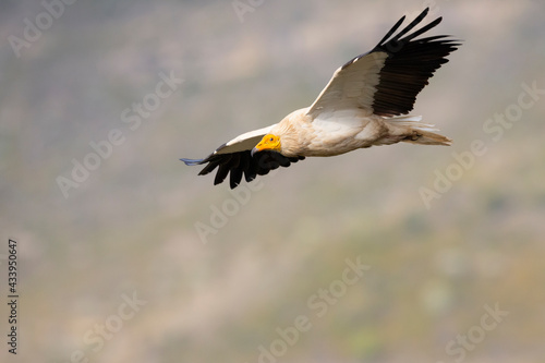 An Egyptian vulture (Neophron percnopterus) flying in the Spanisch Pyrenees mountains. © Bouke
