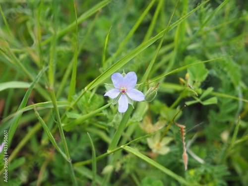 flores silvestres en primavera, de color azul, blanco y rosa en el pantano de rialb, lérida, españa, europa