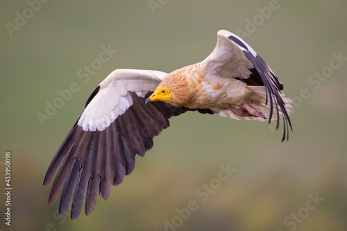 фотографія An Egyptian vulture (Neophron percnopterus) flying in the Spanisch Pyrenees mountains