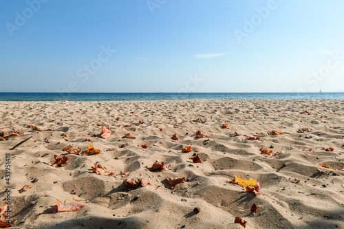 An idyllic view on an empty beach in Gdynia, Poland, with calm Baltic Sea in the back. There are colorful tree leaves on the sand. Change of seasons. Golden autumn. Serenity and calmness