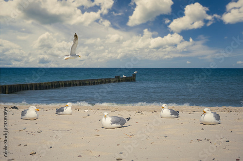 M  wen im Sand  Ostseebad K  hlungsborn  Deutschland